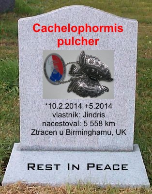 Cachelophormis pulcher