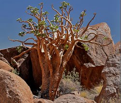 Kobas Tree