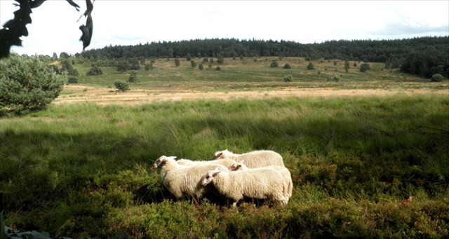 leesterheide leesterheide