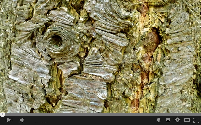 Hier geht es zum Video