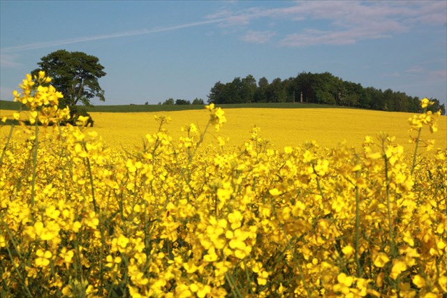 Die Morgensternhöhe - Ein Abstecher lohnt sich