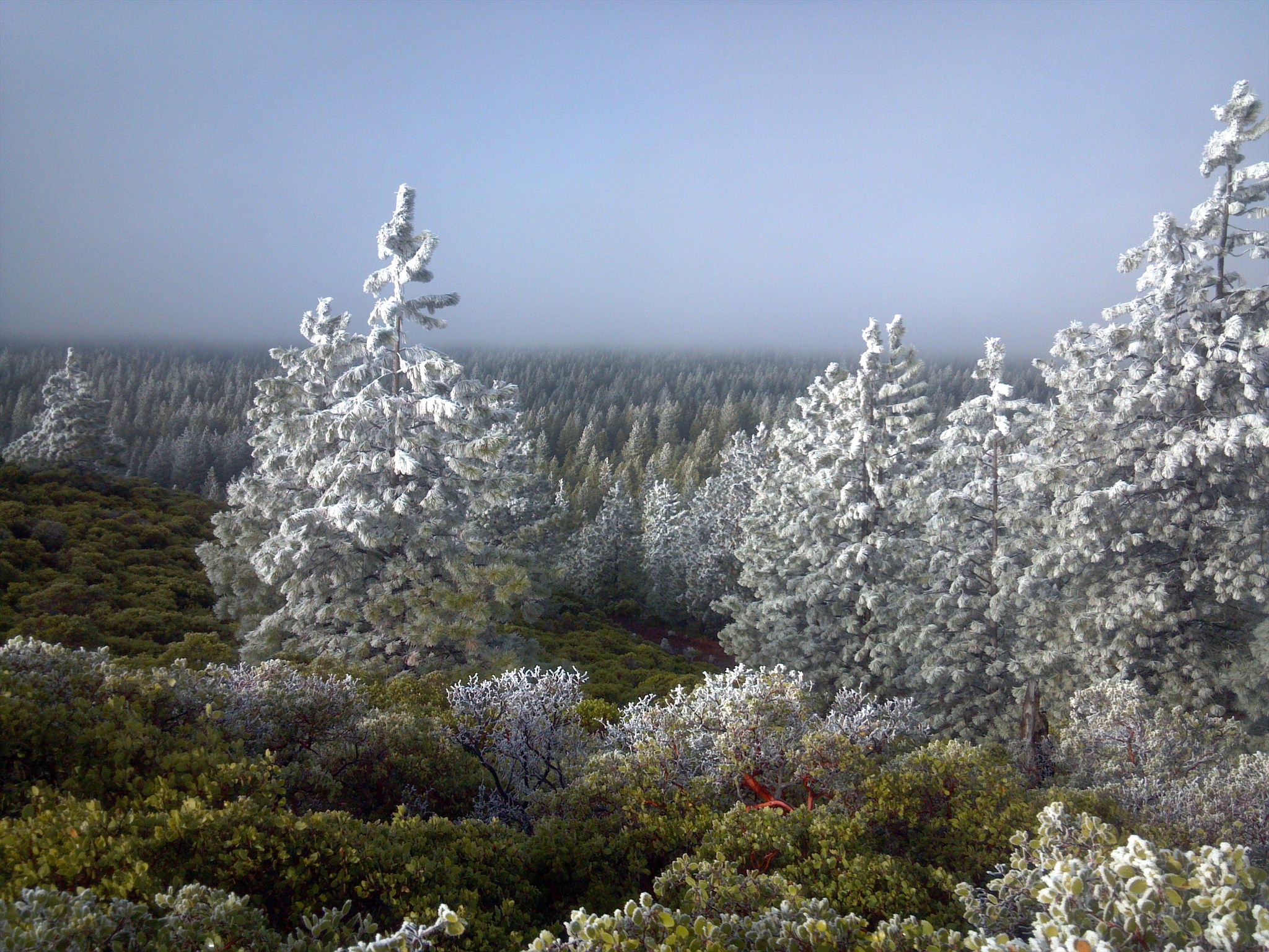 Dense Oregon Fog + Freezing Temps