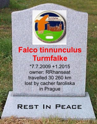 Falco tinnunculus - Turmfalke