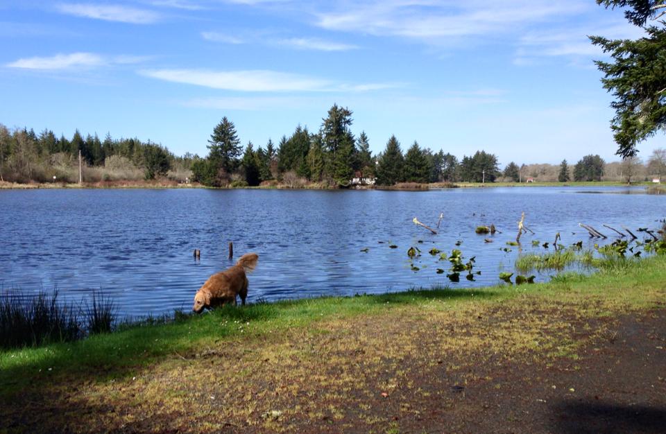 GC5YW76 Black Lake Boat Launch (Traditional Cache) in Washington, United States created by funbeach