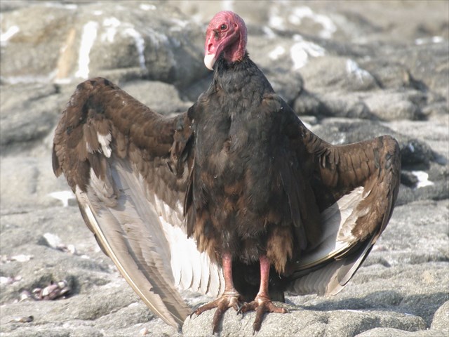 gc5f8qp turkey vulture j c c geocache safari 3 gc5f8qp turkey vulture j c c geocache safari 3