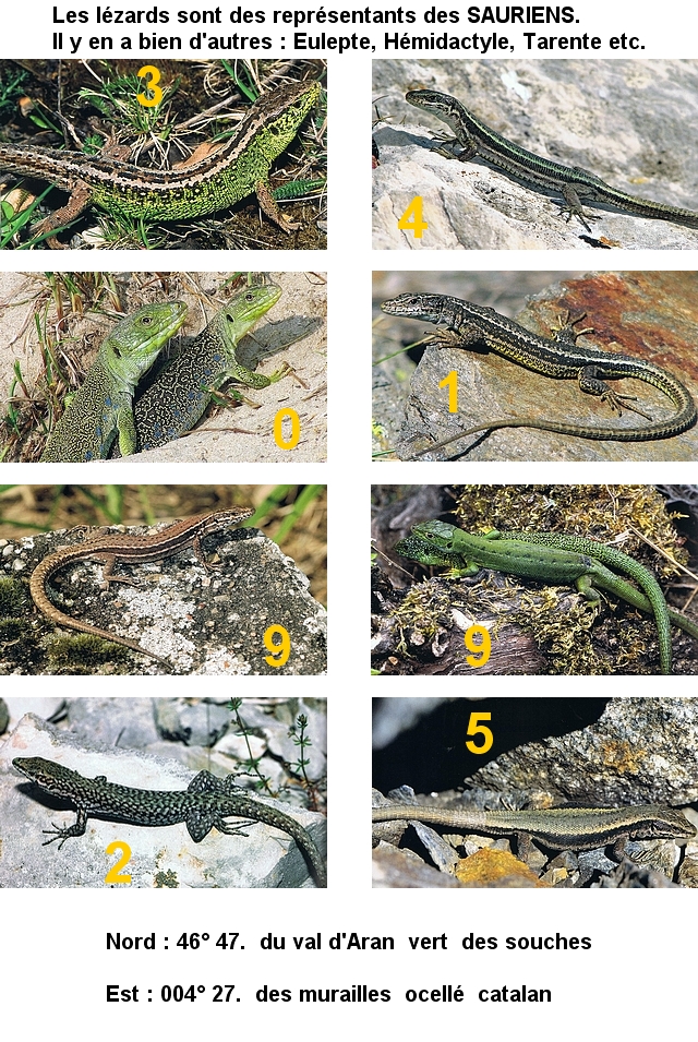 GC69B5J Sauriens (Unknown Cache) in France — free download