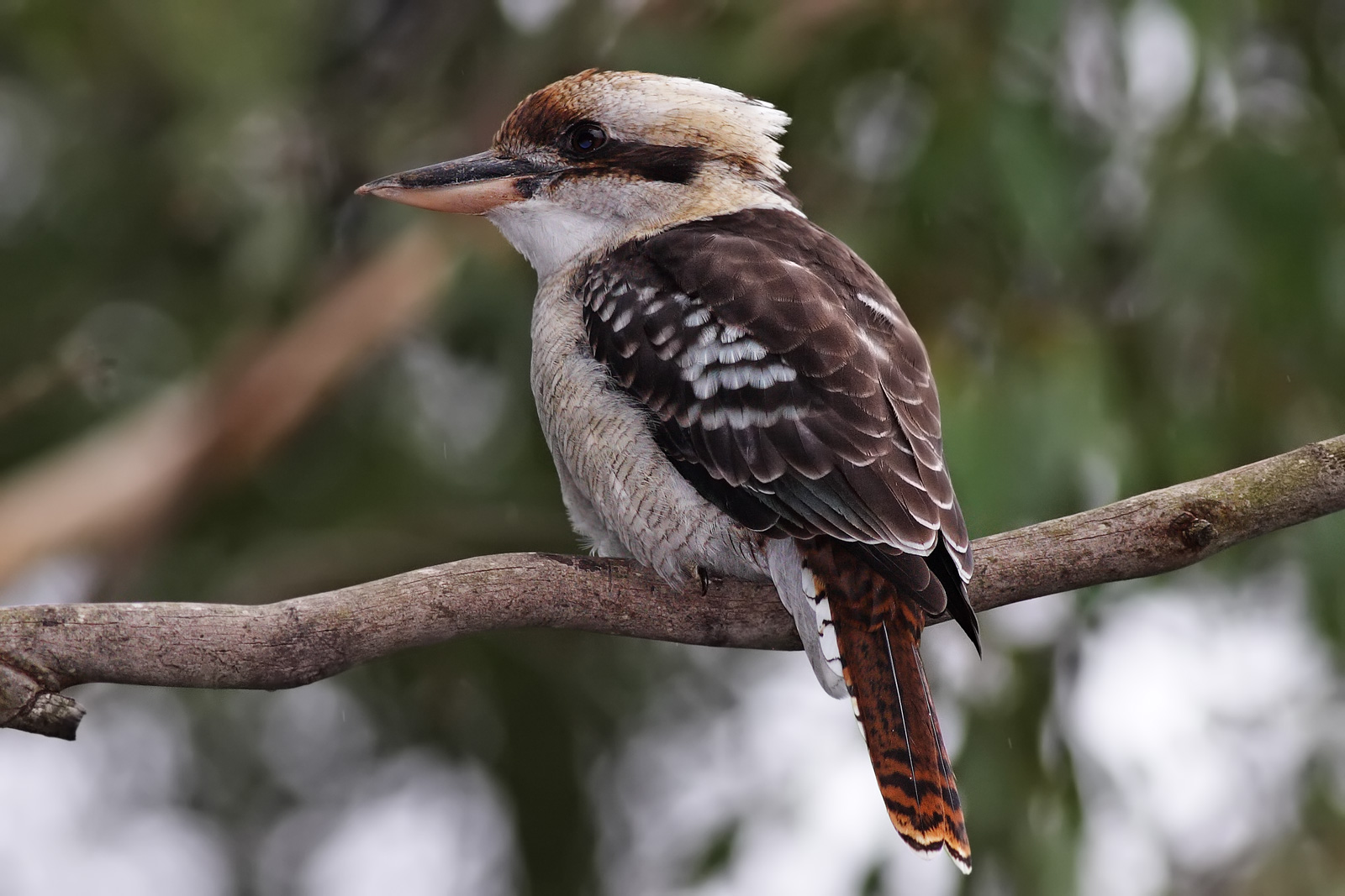 Karl the Kookaburra