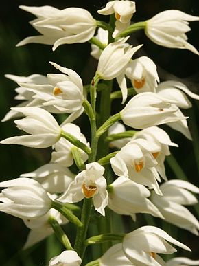 Céphalantère