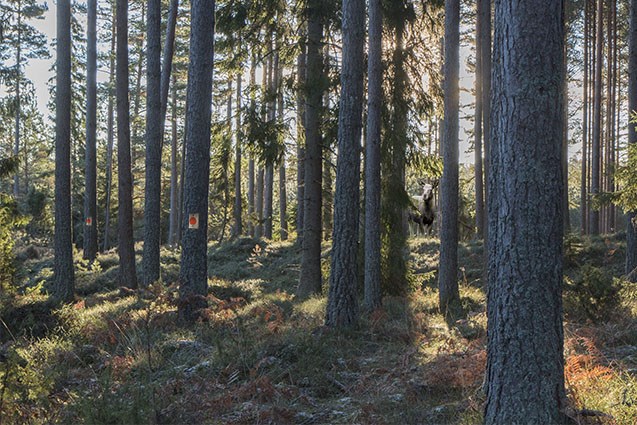 Vätterbranten
