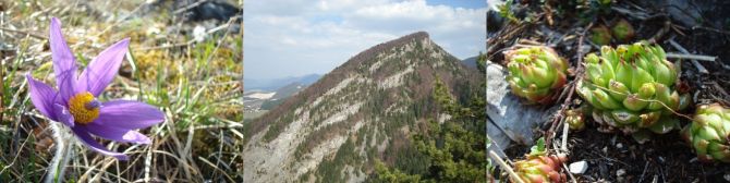 Poniklec na Valientovom Diele(Goleštane) - Hoblík z Valientovho Dielu(Goleštanu) - Skalná ruža na Hoblíku