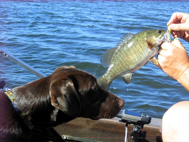 GC69FPQ Smallmouth Bass - Going Fishin' in LOTW (Unknown Cache) in